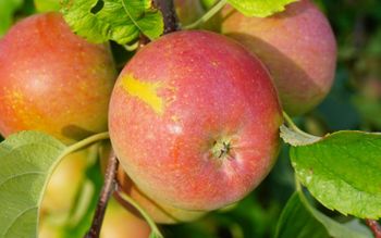 Juicy Fuji Fresh Apples Perfectly Balanced Flavor With Crunchy Texture And Refreshing Natural Goodness - TRADECENTRIC LLC - United States