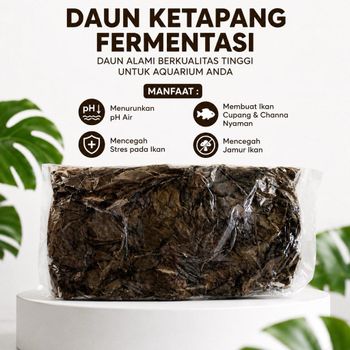 Dried Catappa Leaves Grade A+ - PT Nava Kartika Global - Indonesia