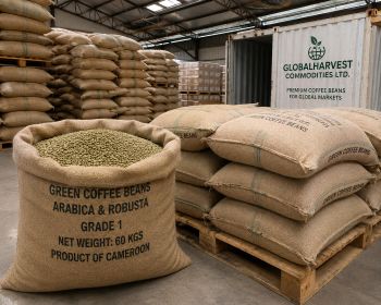 Premium Arabica & Robusta Green Coffee Beans – Wholesale Bulk Supply - GlobalHarvest Commodities Ltd - United States