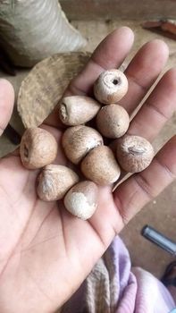 Areca nut from Rayatty imports and exports private limited Areca nut - Rayatty imports and exports private limited - Sri Lanka