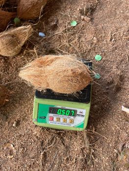 Semi Husked Coconuts Grade A Aroma Rich Color Brown Taste Sweet Hs Code 08011910 Packaging PP Bags Place of Origin Indai - Portus Exports  - India