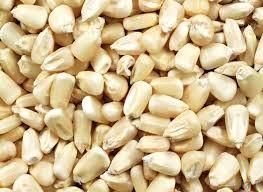 WHITE MAIZE – product photo, Fresh White Maize products found from trusted suppliers, wholesalers, manufacturers & exporters Listing