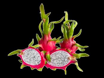 White Dragon Fruit from Hoai Thanh White Dragon Fruit - Hoai Thanh - Vietnam