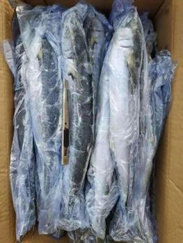 FROZEN KING FISH Packing Size 22lb/ctn Shelf Life 24 MONTHS, 24 Months Processing Type WILD CAUGHT, IQF, Loading Quantity 44000lb/40'reefer - Sindo Industrial Co Ltd - China