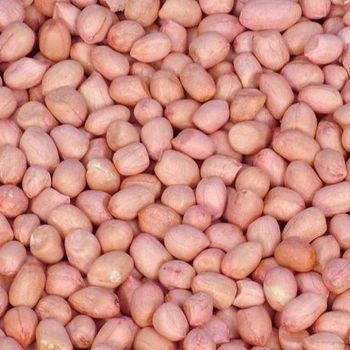 NEW CROP RAW JAVA KACANG TANAH KERNELS RAW PEANUT GREAT QUALITY BULK SUPPLIER FROM INDIA RAW PEANUTS - SDG LOGISTICS PARK LIMITED - India