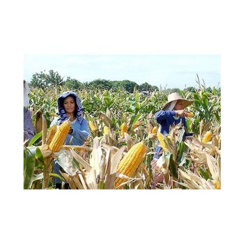 premium whole corn kernels for making cornmeal tortillas popcorn and baking natural dried corn grains ideal for cooking healthy meals traditional dishes and everyday kitchen use - SATTER FOOD AND BEVERAGE - Netherlands