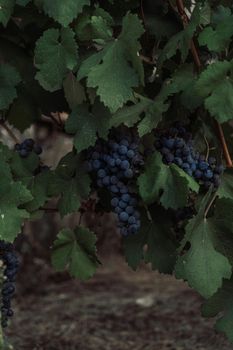 Fresh Grapes Color Black, Green, Red - Trivalli Comercio Global LTDA - Brazil