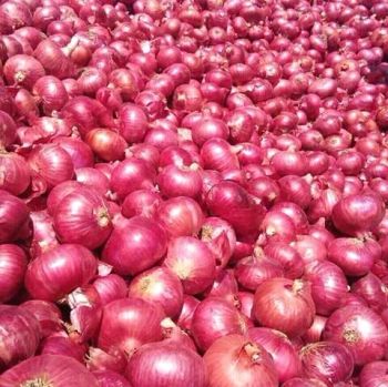 Nashik Red Onion from Arambha Impex Ventures LLP Nashik Red Onion – product photo, Fresh Shallot Onion products found from trusted suppliers, wholesalers, manufacturers & exporters Listing