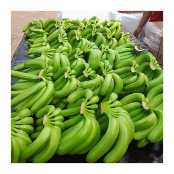 Best Quality - fresh Green Banana - Tropical BANANA Style Cavendish customized packaging - Natural Green Bananas - MIGHTY ASIA COMPANY LIMITED - Vietnam