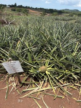 Pineapple pulp and concentrate - AgroPn - Panama