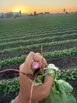 Watermelon radish - OLIVEG PRODUCE - Mexico