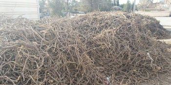 licorice - sasasas - Iran
