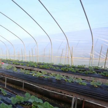 200 Micron LDPE UV Transparent Agricultural Plastic Film Sheeting Greenhouse Clear Polyethylene Films Covering Roll 10m Width - Zibo Hanglun Plastic Products Co., Ltd. - China