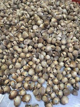 High Quality Blood Clam (OCEAN FINEST CLAM) TOP QUALITY Purity High Size 15-100 Color Natural Texture Fresh Weight (kg) 10 - CV. Hokky Makmur - Indonesia