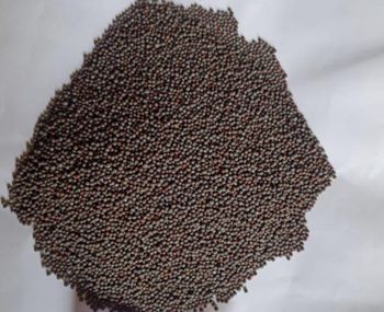 Canola Seeds Grade - Khedutvanshi Enterprises - India