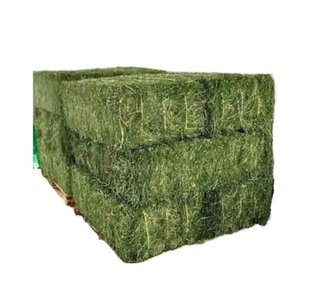 Timothy Grass for Animal Feed Bulk Natural Hay Premium Timothy Grass for Livestock Horses Rabbits and Goats Feeding - AGRO AFRIQUE COMPANY LIMITED - Tanzania
