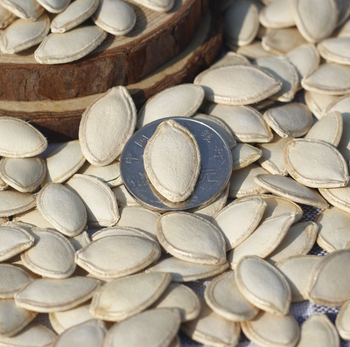 Inner Mongolia Factory Supply Natural Pepitas 100% Fresh Raw Free Samples Snow White Pumpkin Seeds For Snacks - Xi'an Wailitong Food Co., Ltd. - China