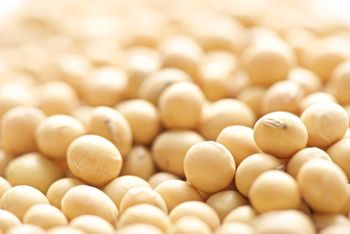 Bulk Organic Dried Soybean Seed Premium Quality Rich Protein Content for Wholesale and Export Buyers from AGRONOVA Bulk Organic Dried Soybean Seed Premium Quality Rich Protein Content for Wholesale and Export Buyers - AGRONOVA - United States