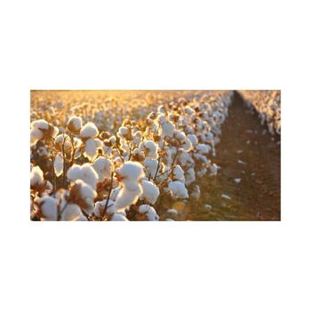 White raw cotton fiber available for textile companies worldwide - MASI TRADING GMBH - Germany