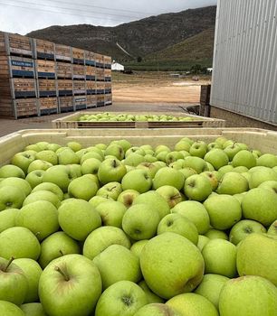 Quality Golden Delicious apples available - NINE FRUITS EXPORTS (PTY) LTD - South Africa