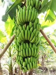 Cavendish banana from PT. Synergy Natura Optima Cavendish banana – product photo, Fresh Banana Leaf products found from trusted suppliers, wholesalers, manufacturers & exporters Listing