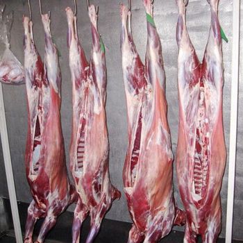 Frozen Lamb Carcass Hot Sale Muton Meat Origin Poland - EEC POLAND LTD  - Poland