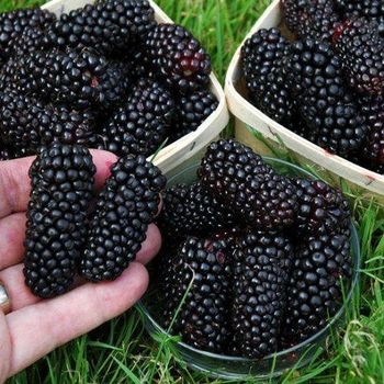 Frozen Fruits Berries Hot Sale and High Quality IQF Frozen Blackberry - BF GLOBAL TRADING (PTY) LTD - South Africa