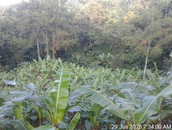 Banana Leaves from CV Liepend Sejahtera Mandiri Banana Leaves – product photo, Banana Leaves products found from trusted suppliers, wholesalers, manufacturers & exporters Listing