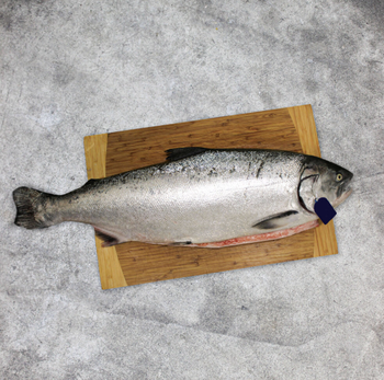Fresh Atlantic Salmon Fish Frozen Whole Salt Preserved Fast Shipping for Bulk Orders Available for Sale - JMB  - Canada