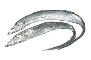 FROZEN RIBBON FISH Flavor Mild Color Silvery Texture Tender Shelf Life 2 YEARS Body Shape Long And Slender Treatment Untreated Or Co Treated - Netfish India - India
