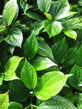 betel leaves - nexphine exports - Global
