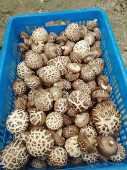 mushrooms from HK JINYIDA TRADING CO.,LIMITED mushrooms - HK JINYIDA TRADING CO.,LIMITED - Hong Kong