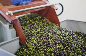 Extra virgin olive oil - Atlas Evoo - United States