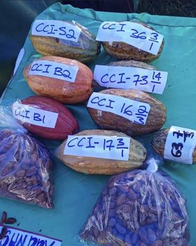 Cocoa Beans - Zoey multipluse LTD - Nigeria