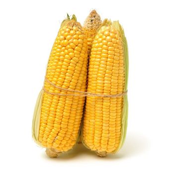 Organic Field Cultivated White/Yellow Maize Supplied With Natural Quality Packing For International Food Ingredient - malter group - Tanzania