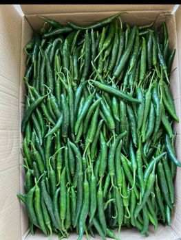 FRESH CHILI - NDC GROUP COMPANY LIMITED - Vietnam