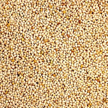 High purity pearl millet bulk order clean bajra export grade - HIGHPROFILE AGRICULTURE SERVICES LIMITED - Tanzania