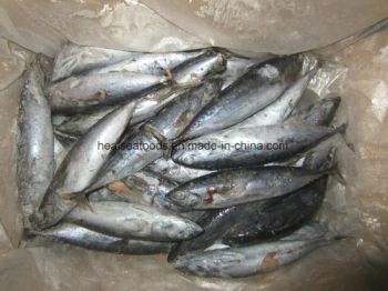 Frozen Bonito Tuna Fish in in China Style Whole HS Code 0303 Processing BQF Model NO. HF9223 Trademark HEALSEA Certification - HAIZHISHI FOOD TRADING CO., LTD. SHISHI CITY - China