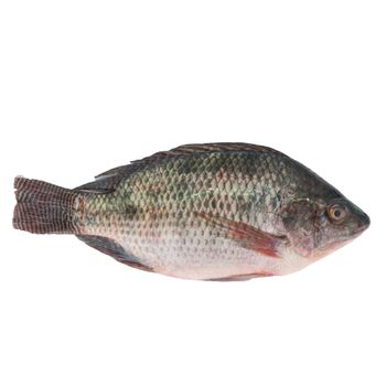 Wholesale Supply Frozen Black Tilapia Cold Storage with high natural taste from TANIS IMPORT & EXPORT COMPANY LIMITED Wholesale Supply Frozen Black Tilapia Cold Storage with high natural taste - TANIS IMPORT & EXPORT COMPANY LIMITED - Vietnam