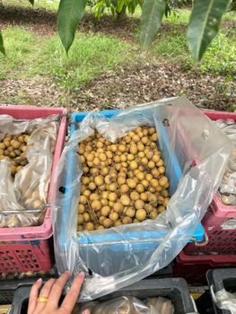 Longan - Gold Northern Fruit 88 Co., Ltd. - Thailand
