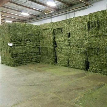 Premium Alfalfa Hay High Protein Green Bale Feed for Horses Cattle Sheep and Goats Export Quality - S-SQUAD - France