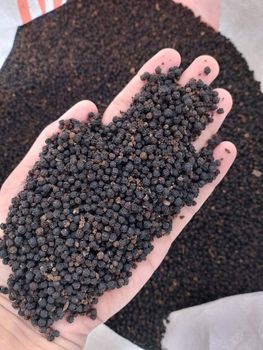 Black Pepper GL 550 – product photo, Refined Black Pepper products found from trusted suppliers, wholesalers, manufacturers & exporters Listing