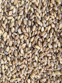 Factory Price Feed Wheat Ready For Wholesale Distribution And Export - MASI TRADING GMBH - Germany