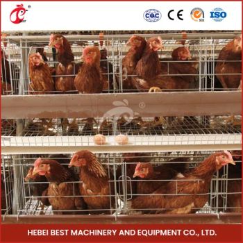 Bestchickencage China Chicken Layer Cages Layer Chicken Factory Custom Hen Layer House Chicken Layer Coop Configuration Chicken Coop Pet Houses Furniture - Hebei Best Machinery and Equipment Co., Ltd. - China