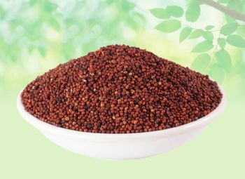 Bulk export finger millet wholesale natural grains large volume supply - HIGHPROFILE AGRICULTURE SERVICES LIMITED - Tanzania