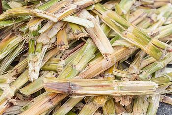 Sugarcane Bagasse Protein ≤ 2% Ph 6.0 – 7.0 Lignin 18 – 24% Ash Content ≤ 3% Fat Content ≤ 1% Cellulose 40 – 50% Origin South - BF GLOBAL TRADING (PTY) LTD - South Africa