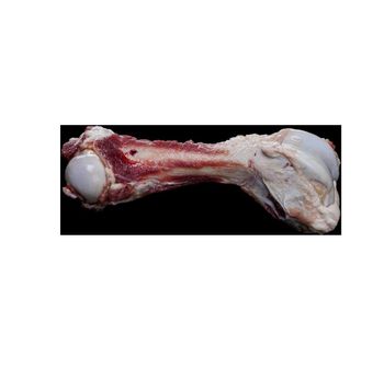 Wholesale Price Frozen Beef Bones/ Beef Knee Bones/ Beef Neck Bones Frozen - Exigentelaxia Unipessoal Lda - Portugal