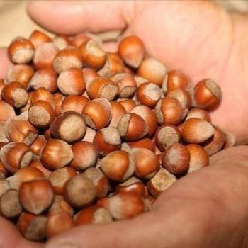 Quality Roasted Salted Hazelnut available for hot sale - S-SQUAD - France