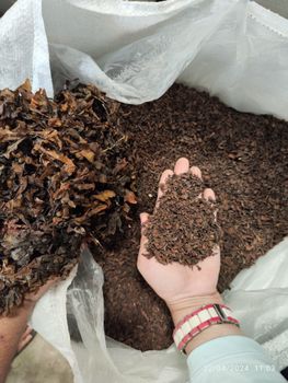 Dried Sargassum Raw & Chop - Bahari Agro Indonesia - Indonesia