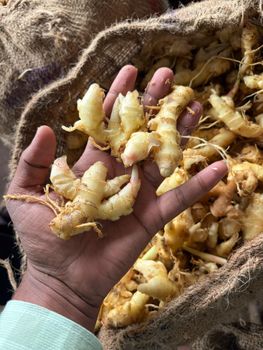 Fresh Ginger - SP Enterprises - India